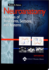 Neuroanatomy