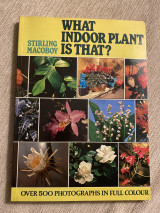 What indoor plant is that?