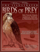 The Illustrated Birds of Prey - Red-Tailed Hawk, American Kestrel and Peregrine Falcon